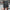 Running / trail running shorts